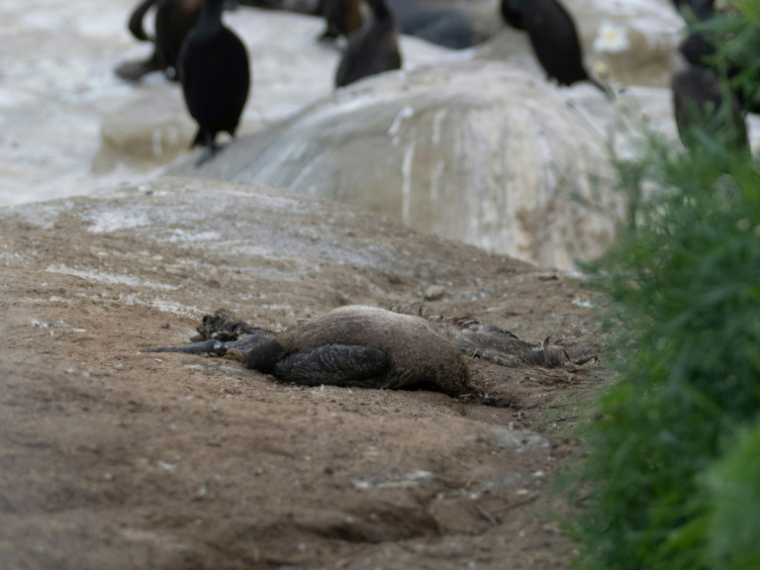 Un cormoran mort, repéré par des scientifiques de la Scripps Institution of Oceanography, à la Jolla, près de San Diego, en Californie, le 21 février 2026 ( Scripps Institution of Oceanography at UC San Diego / Alexander Rubenstein )
