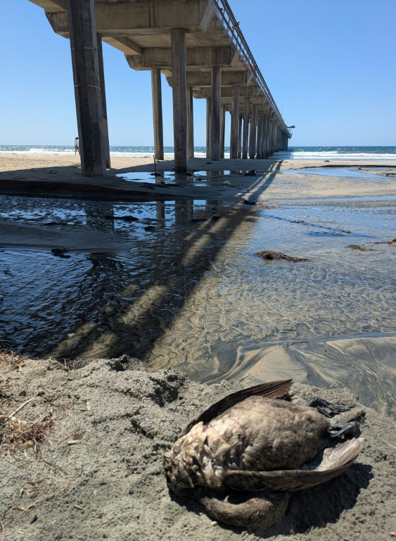 Un cormoran retrouvé mort à La Jolla, près de San Diego, en Californie, par les scientifiques de la Scripps Institution of Oceanography, le 6 mai 2026 ( Handout / Tammy Russell/Scripps Institution of Oceanography )