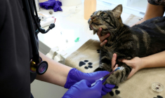 Serge, un chat tigré de 3 ans et 6,2 kilos, donne son sang dans une clinique vétérinaire à Strasbourg, le 13 août 2025 ( AFP / FREDERICK FLORIN )