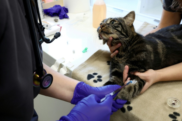 Serge, un chat tigré de 3 ans et 6,2 kilos, donne son sang dans une clinique vétérinaire à Strasbourg, le 13 août 2025 ( AFP / FREDERICK FLORIN )