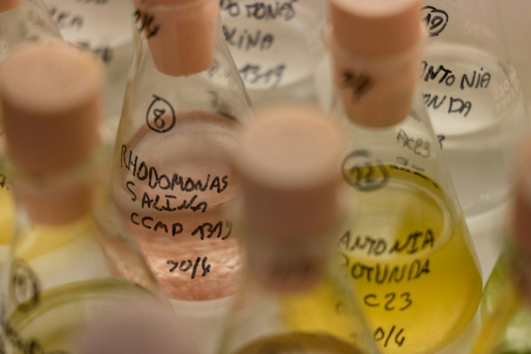 Des fioles contenant du plancton, dans un laboratoire de l'Ifremer à Landunvez, en Bretagne, le 7 mai 2025 ( AFP / Fred TANNEAU )