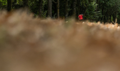 Le 13 juillet 2026, en pleine vague de chaleur, un joggeur passe devant de la végétation desséchée dans le Bois de Vincennes, à l'est de Paris ( AFP / Martin LELIEVRE )