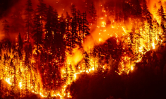 Un feu de forêt sur l'île de Vancouver, en Colombie-Britannique, le 12 août 2025 au Canada ( AFP / Colby Rex O'Neill )