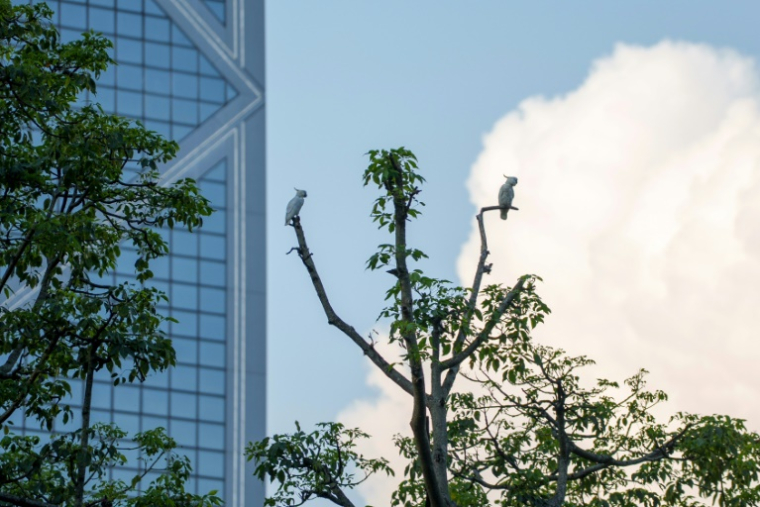 Des cacatoèse soufrés perchés sur un arbre à Kong Kong, le 25 juillet 2025 ( AFP / YAN ZHAO )