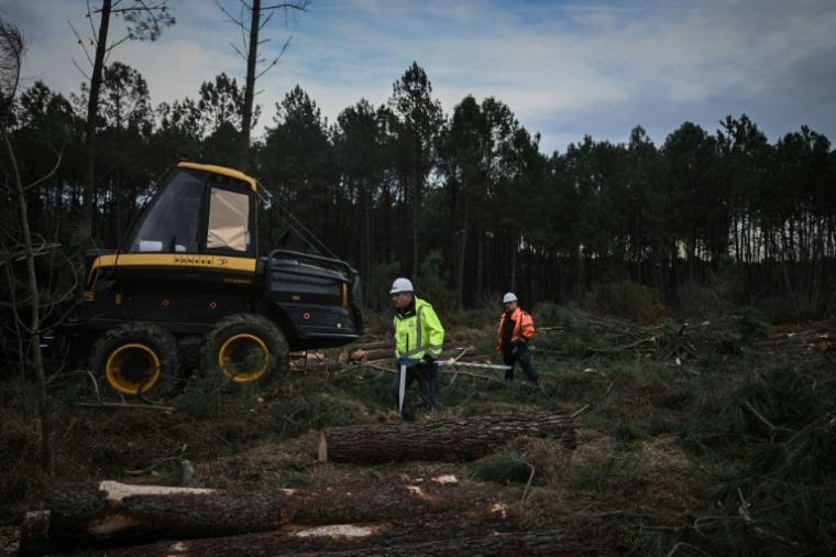 Des opérateurs forestiers au milieu pins coupés dans une zone déboisée lors d'opérations contre le nématode du pin, près de Seignosse, le 13 janvier 2026 dans les Landes ( AFP / Philippe LOPEZ )