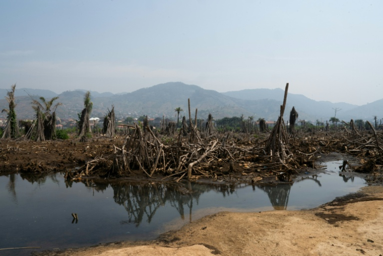 Vue d'ensemble des mangroves détruites près de Hamilton Beach, le 25 janvier 2026, en Sierra Leone ( AFP / Gemma Bonfiglioli )