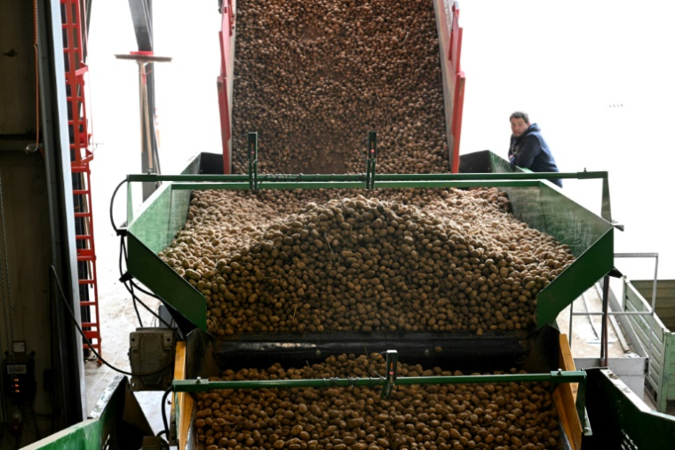 Un employé surveille le tri de pommes de terre dans une coopérative agricole près de Geer, dans l’est de la Belgique, le 26 septembre 2025 ( AFP / Nicolas TUCAT )