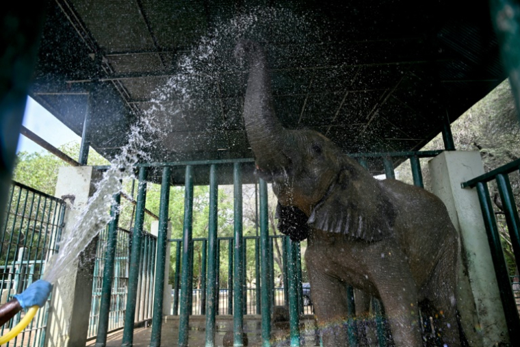 Un soigneur donne un bain à Madhubala, une éléphante atteinte de tuberculose, dans un enclos au Safari Park de Karachi, le 16 mai 2025 au Pakistan ( AFP / Rizwan TABASSUM )