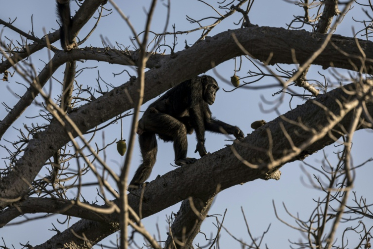 Un chimpanzé d'Afrique de l'Ouest dans un arbre dans la savane de Fongoli, le 10 décembre 2025 au Sénégal ( AFP / PATRICK MEINHARDT )