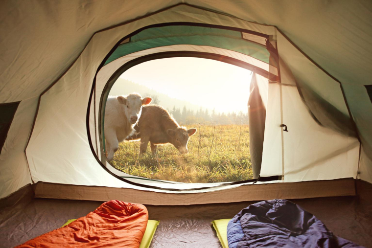 Le camping à la ferme est un mode d’hébergement original accessible à tous les budgets. ( crédit photo : Getty Images )