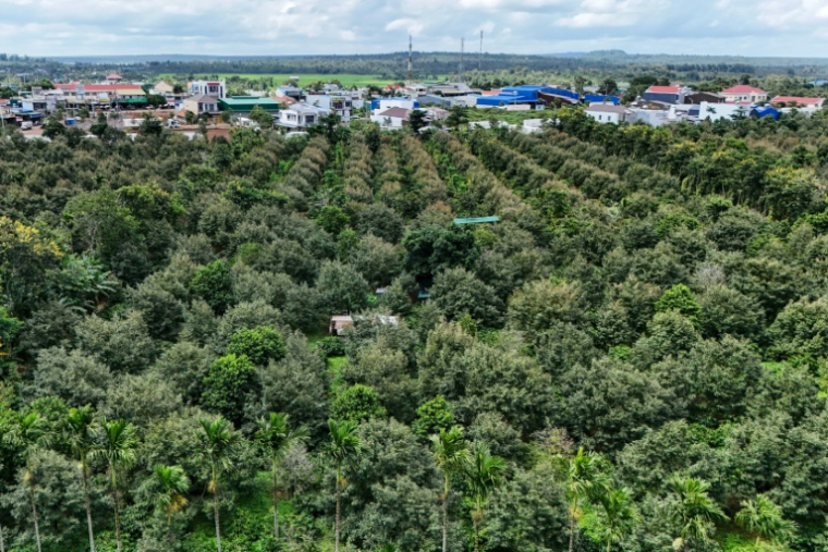 Une plantation de durians, le 15 août 2026 dans la province centrale vietnamienne de Dak Lak  ( AFP / Nhac NGUYEN )