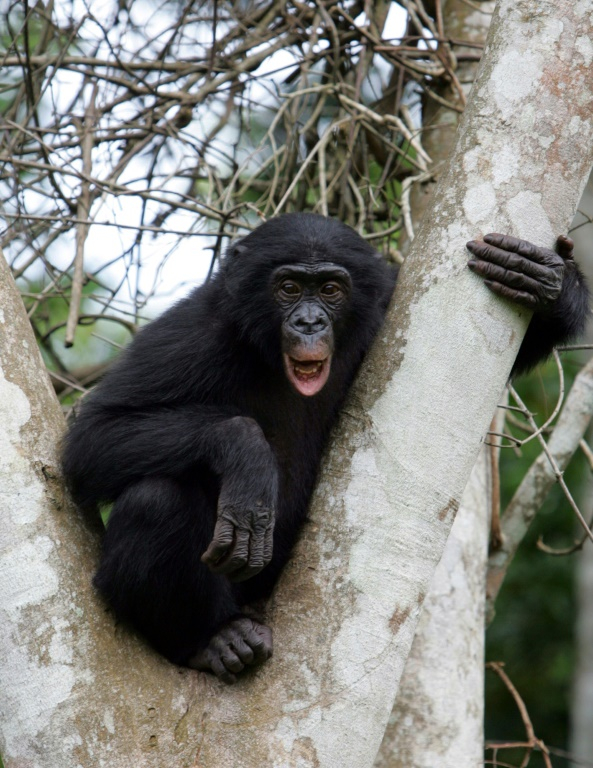Un bonobo dans le parc "Lola ya bonobo" près de Kinshasa, le 4 novembre 2006 en RDC ( AFP / ISSOUF SANOGO )