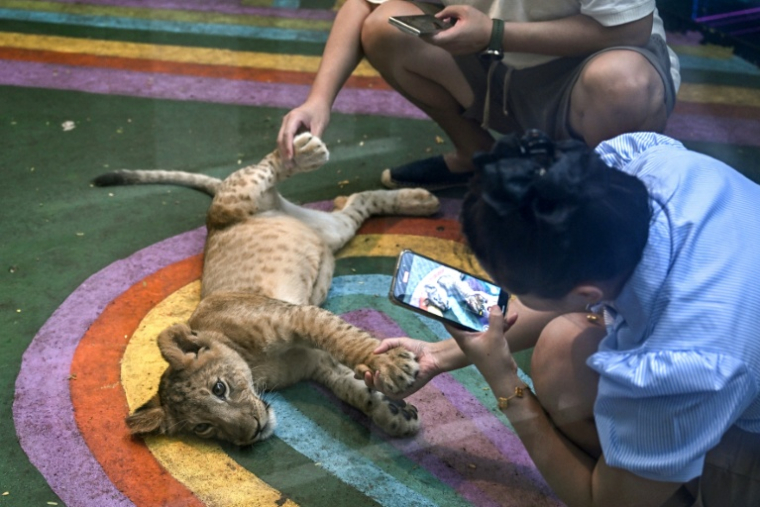 Des touristes jouant avec un lionceau dans un café de Bangkok, en Thaïlande, le 5 juin 2025 ( AFP / Lillian SUWANRUMPHA )
