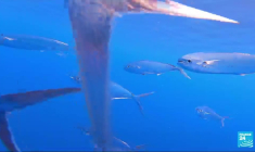 L'aventurier Guirec Soudée achève une traversée épique de l'Atlantique à la rame