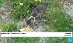 Guerre en Ukraine : Anna, évacuée de l'usine Azovstal de Marioupol
