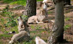 Des loups hurlent au Parc des Loups du Gévaudan à Saint-Léger-de-Peyre, le 11 juillet 2012 ( AFP / PHILIPPE HUGUEN )