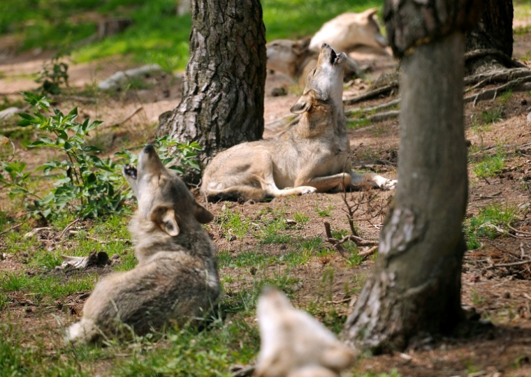 Des loups hurlent au Parc des Loups du Gévaudan à Saint-Léger-de-Peyre, le 11 juillet 2012 ( AFP / PHILIPPE HUGUEN )