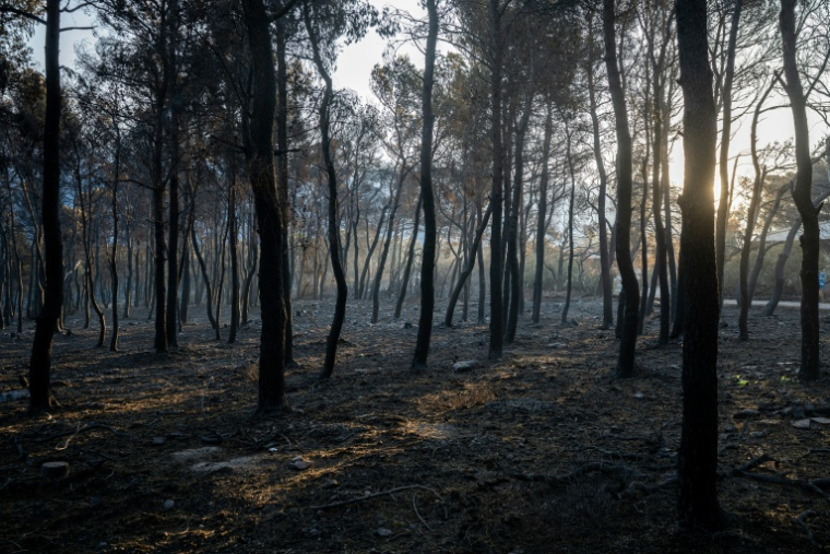 Une zone brûlée après un feu à Porto Gemeno, au nord-ouest d'Athènes, le 5 août 2026  ( AFP / Angelos TZORTZINIS )