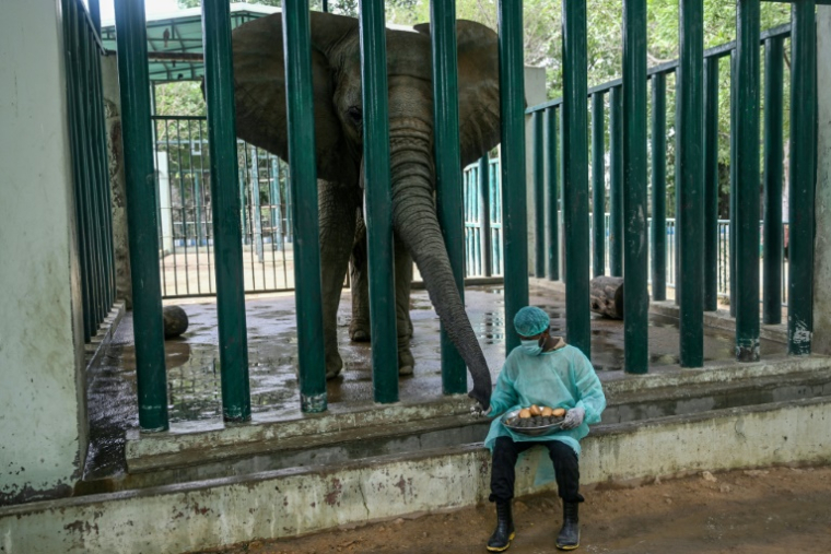 Le cornac Ali Baloch donne un repas mélangé à des médicaments à Malika, une éléphante atteinte de tuberculose, au Safari Park de Karachi, le 16 mai 2025 au Pakistan ( AFP / Rizwan TABASSUM )