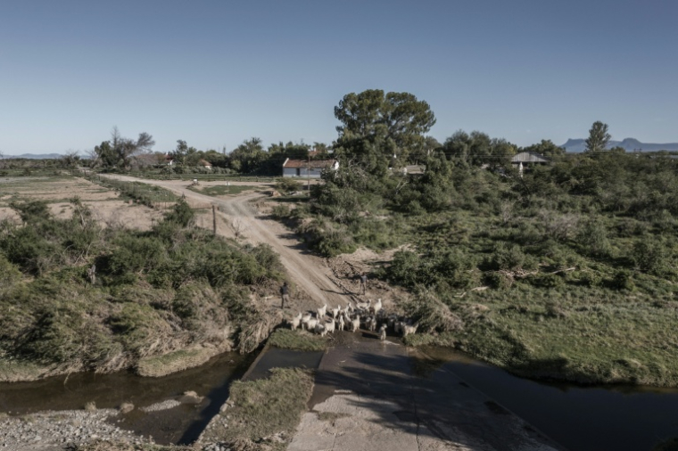 Un troupeau de chèvres mohair traverse un gué sur le chemin vers les pâturages de la ferme Wheatlands, près de Graaf-Reinet, en Afrique du Sud, le 4 mars 2026. ( AFP / MARCO LONGARI )