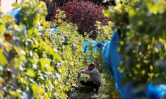 LA PRODUCTION MONDIALE DE VIN ATTENDUE À UN PLUS BAS HISTORIQUE