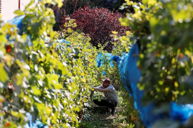 LA PRODUCTION MONDIALE DE VIN ATTENDUE À UN PLUS BAS HISTORIQUE