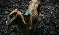 Une vache au marché aux bestiaux de Sensuntepeque, dans le département de Cabañas, au Salvador, le 1er octobre 2026 ( AFP / Marvin RECINOS )