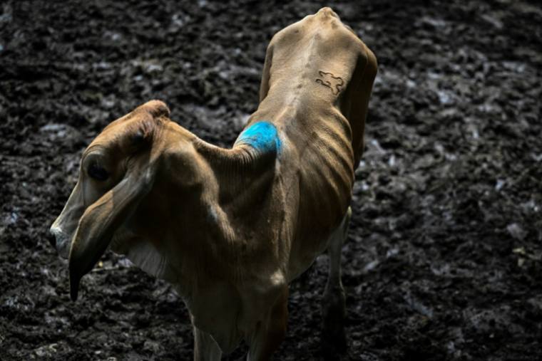 Une vache au marché aux bestiaux de Sensuntepeque, dans le département de Cabañas, au Salvador, le 1er octobre 2026 ( AFP / Marvin RECINOS )