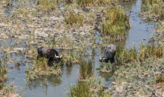 Des buffles d'eau dans les marais de Chibayish, frappés par la sécheresse, dans le sud de l'Irak, le 19 août 2025 ( AFP / Asaad NIAZI )