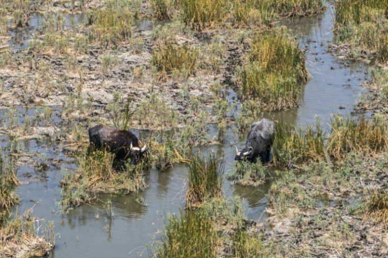 Des buffles d'eau dans les marais de Chibayish, frappés par la sécheresse, dans le sud de l'Irak, le 19 août 2025 ( AFP / Asaad NIAZI )