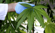 Un plant de cannabis dans une exploitation agricole publique italienne