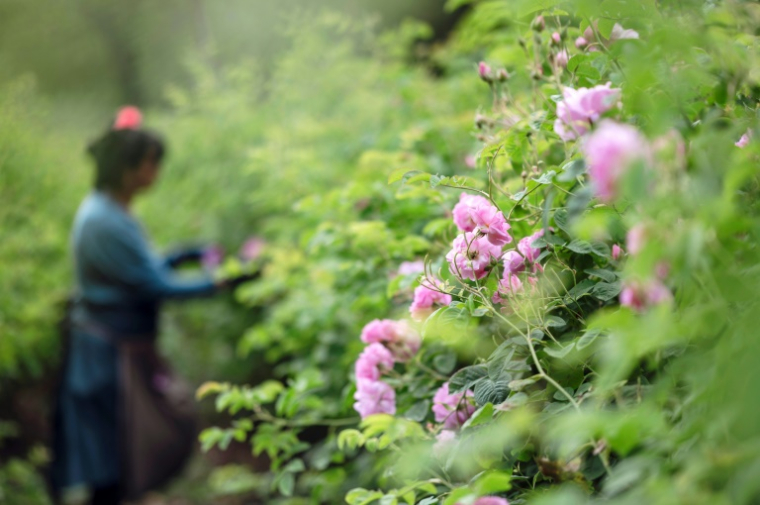 Récolte de roses centifolia dans les jardins du Domaine de la Rose, propriété de Lancôme, le 26 mai 2025 à Grasse, dans le sud de la France ( AFP / Frederic DIDES )