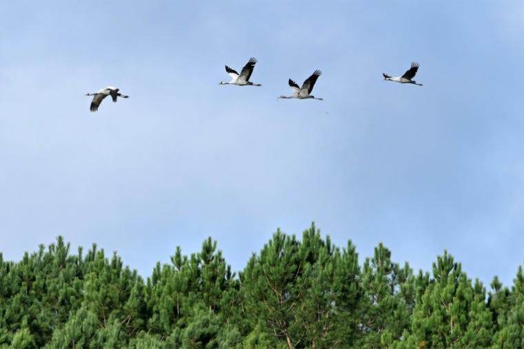 Des grues cendrées en vol à Arjuzanx, le 30 octobre 2025 dans les Landes ( AFP / Gaizka IROZ )