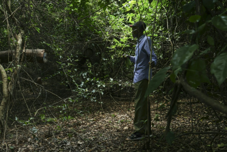 L'apiculteur Stephen Munga,inspecte ses ruches dans la forêt de Mrima hill, à Lunga-Lunga, dans le sud-est du Kenya près de la frontière tanzanienne, le 26 septembre 2025 ( AFP / Tony KARUMBA )