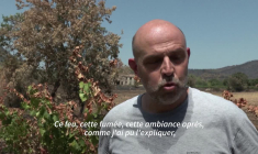 Un "goût de brûlé" ou pas ? : dans le Var, un vigneron dans "l'inconnu"