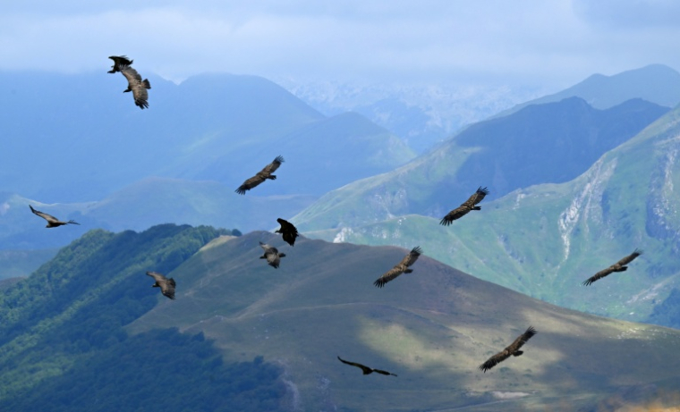 Des vautours au-dessus des montagnes d'Iraty à Larrau dans les Pyrénées-Atlantiques le 2 juillet 2026 ( AFP / Gaizka IROZ )