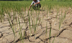 Une rizière asséchée en Inde