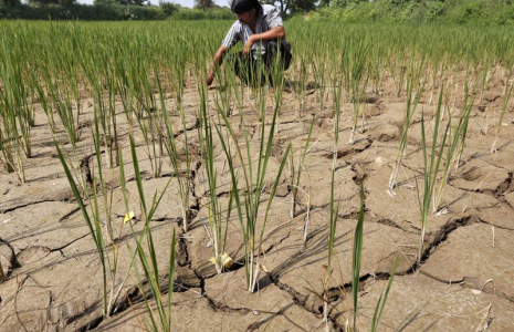 Une rizière asséchée en Inde