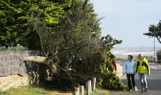 Des arbres couchés au Croisic, après le passage de la tempête Ciaran (illustration) ( AFP / Sebastien SALOM-GOMIS )