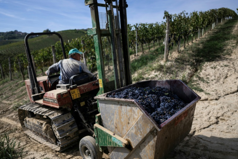 Un ouvrier lors des vendanges du Barbera dans le vignoble d'Agliano Terme, près de la ville d'Asti, dans le nord-ouest de l'Italie, le 21 septembre 2026  ( AFP / Marco Bertorello )