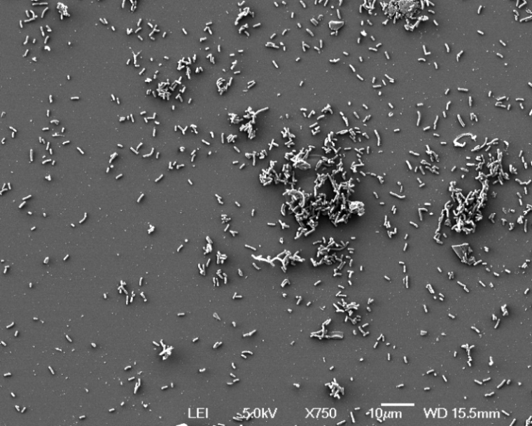 Des bactéries Yersinia pestis photographiées sur un cliché publié par l'Institut Pasteur, à Paris le 27 mai 2025 ( Institut Pasteur / Marie-Christine PREVOST )