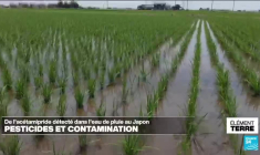 Pesticides : des néonicotinoïdes détectés dans l'eau de pluie au Japon