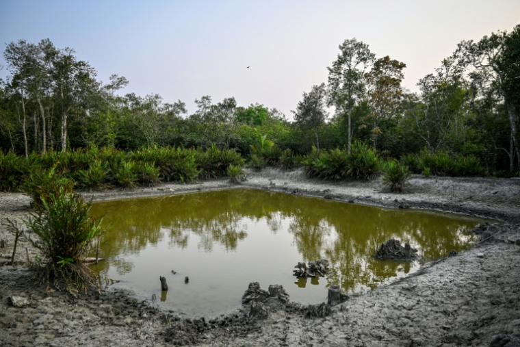 Un étang d'eau douce au sein d'une forêt marécageuse des Sundarbans, à Dacope, créé pour soutenir la faune sauvage et contribuer à l'augmentation de la population de tigres royaux du Bengale, le 30 mars 2026 au Bangladesh ( AFP / Munir UZ ZAMAN )