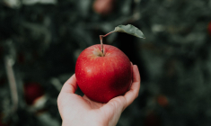 N'y aura-t-il bientôt plus de pommes françaises dans les compotes industrielles ? (Crédits photo : Unsplash - Priscilla Du Preez  )