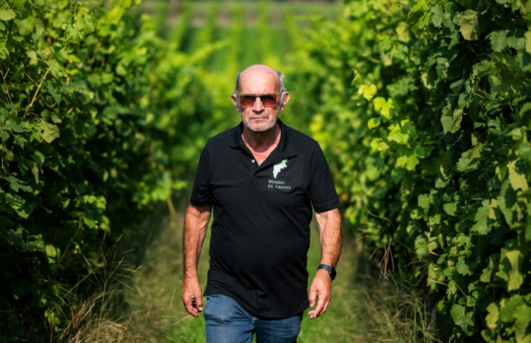 Le vigneron Manfred Lindicke dans les rangs de sa vigne, le 9 septembre 2025 à Werder, dans le nord de l'Allemagne ( AFP / John MACDOUGALL )