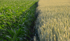 un champ de culture (Crédit:  / Vilmorin)