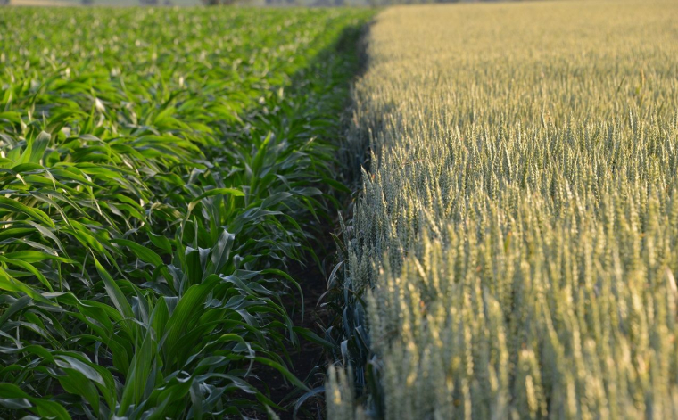 Vimorin est recommandé à toujours recommandé à l'achat avec un objectif de cours de 67,50 euros. (crédit photo : Vilmorin /  )