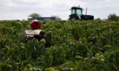 La canicule accélère les vendanges dans les vignobles français