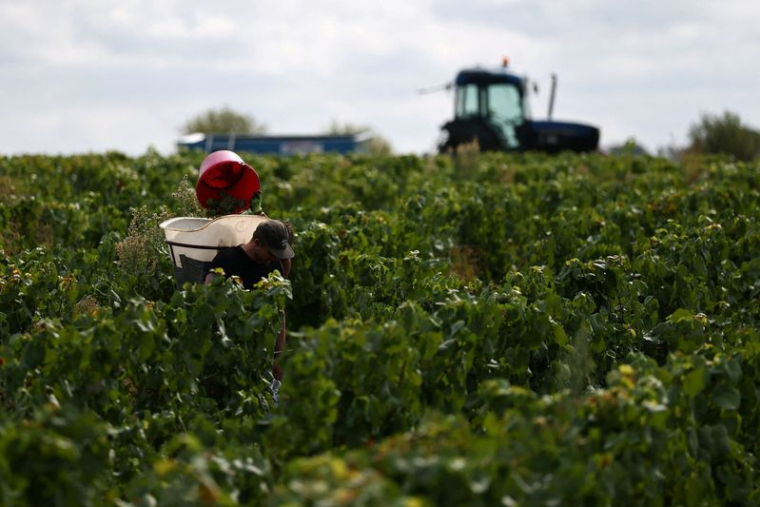 Un vendangeur récolte des raisins à Maisdon-sur-Sèvres