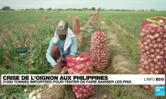 Le mil, une céréale à fort potentiel